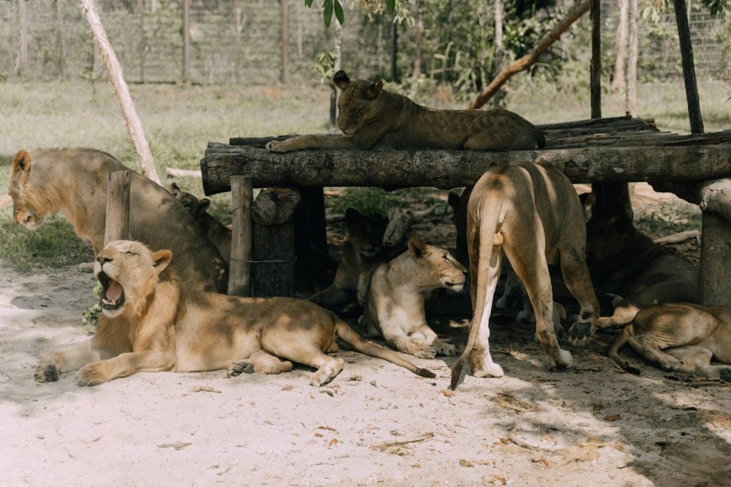 lion pride group behavior