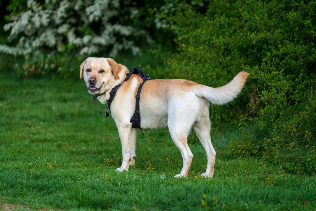 friendly labrador greeting people