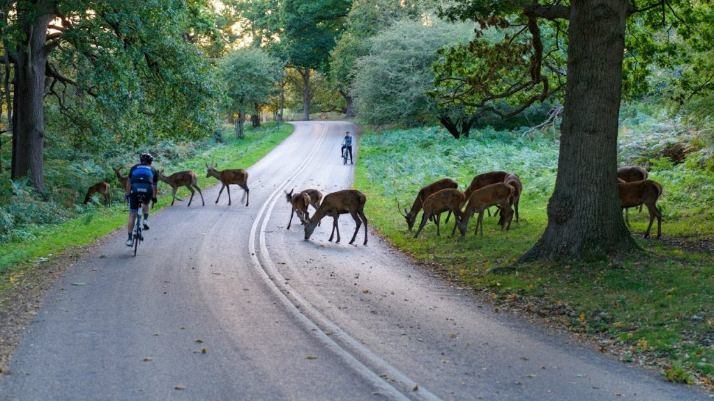 deer near road at night