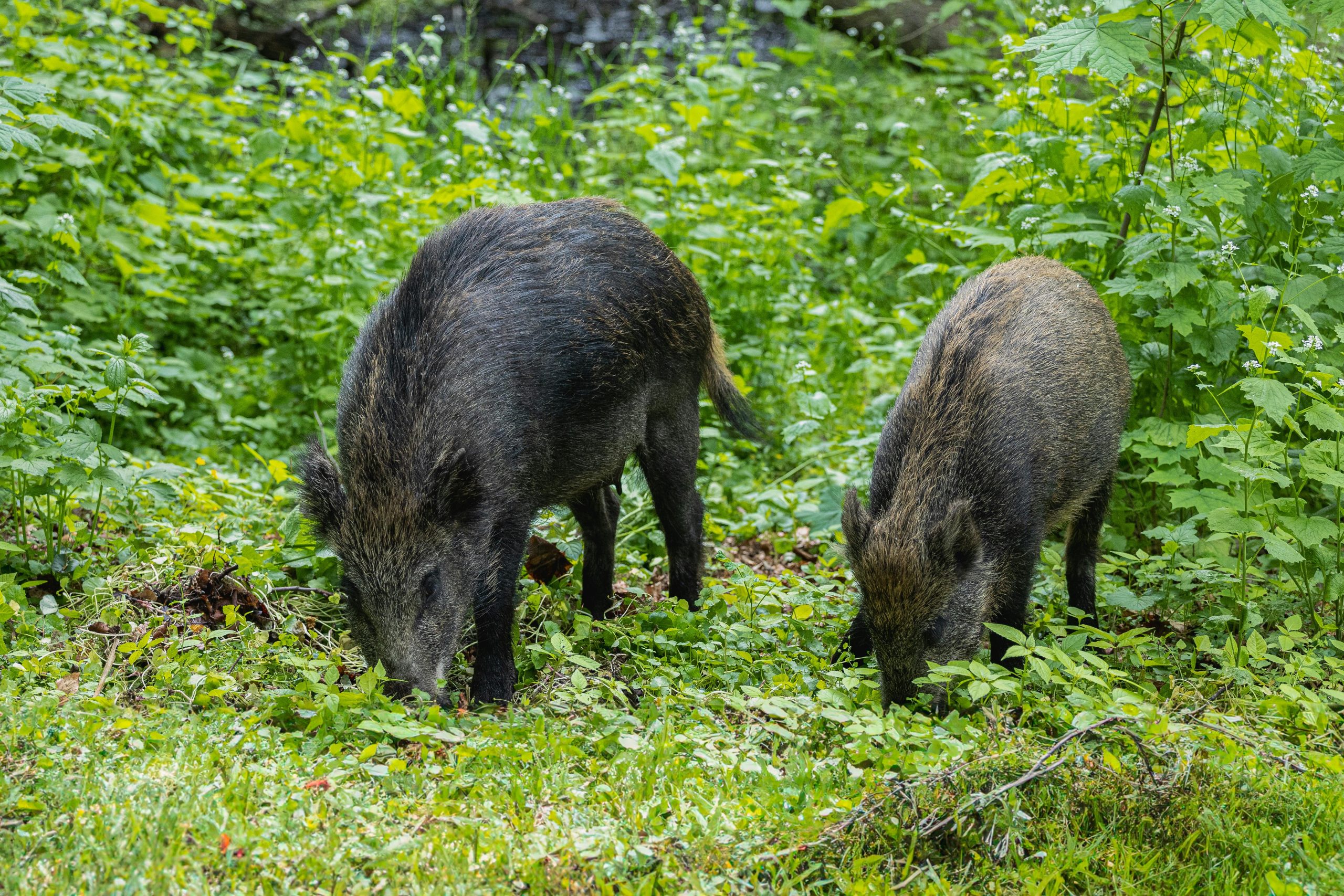 Feral Hogs Are Tearing Up Traditional Food Systems and the Damage Lingers