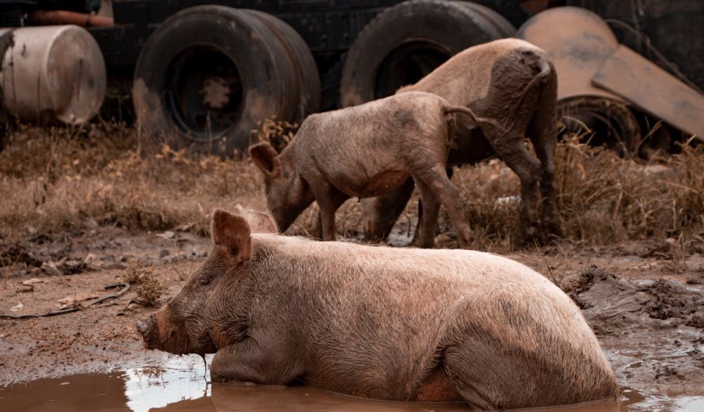 feral hog wallowing near water