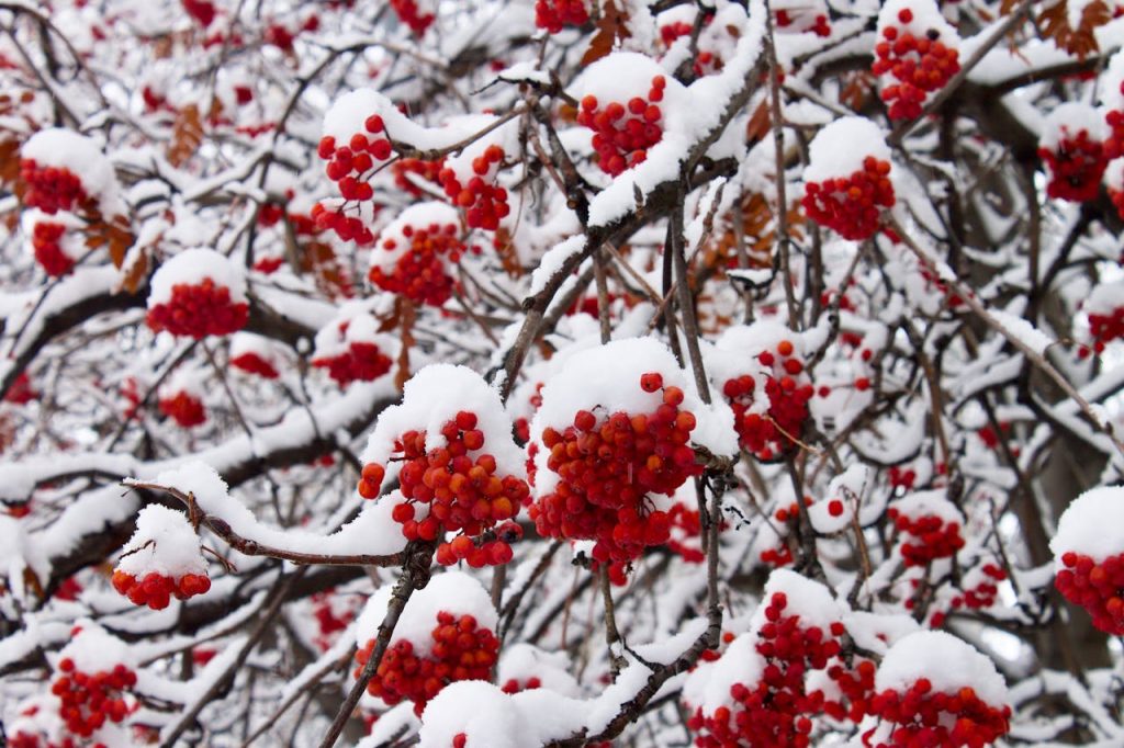 winterberry red berries snow