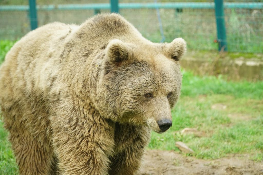 brown bear fence