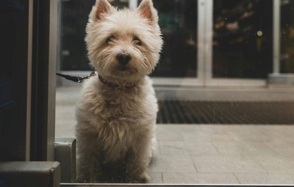 dog behind glass door