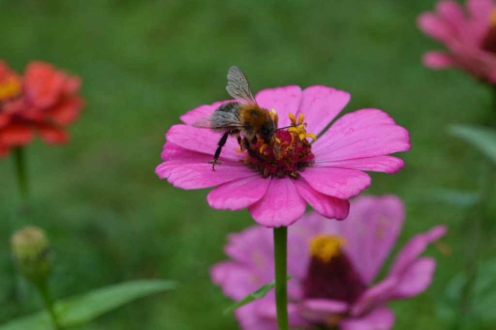 bee on single zinnia flower
