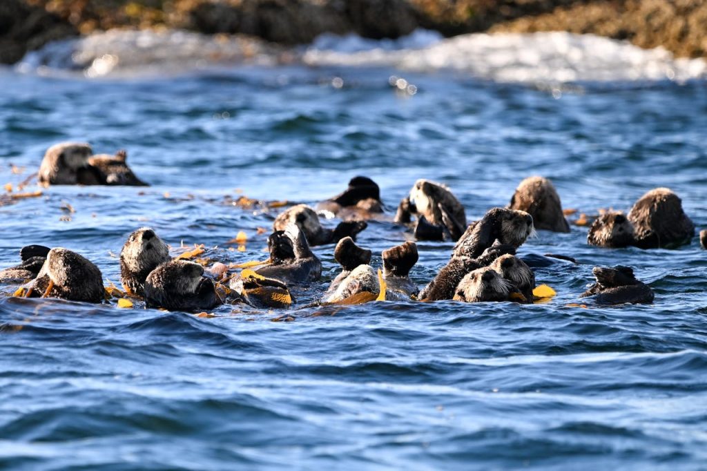 Sea Otters Resting