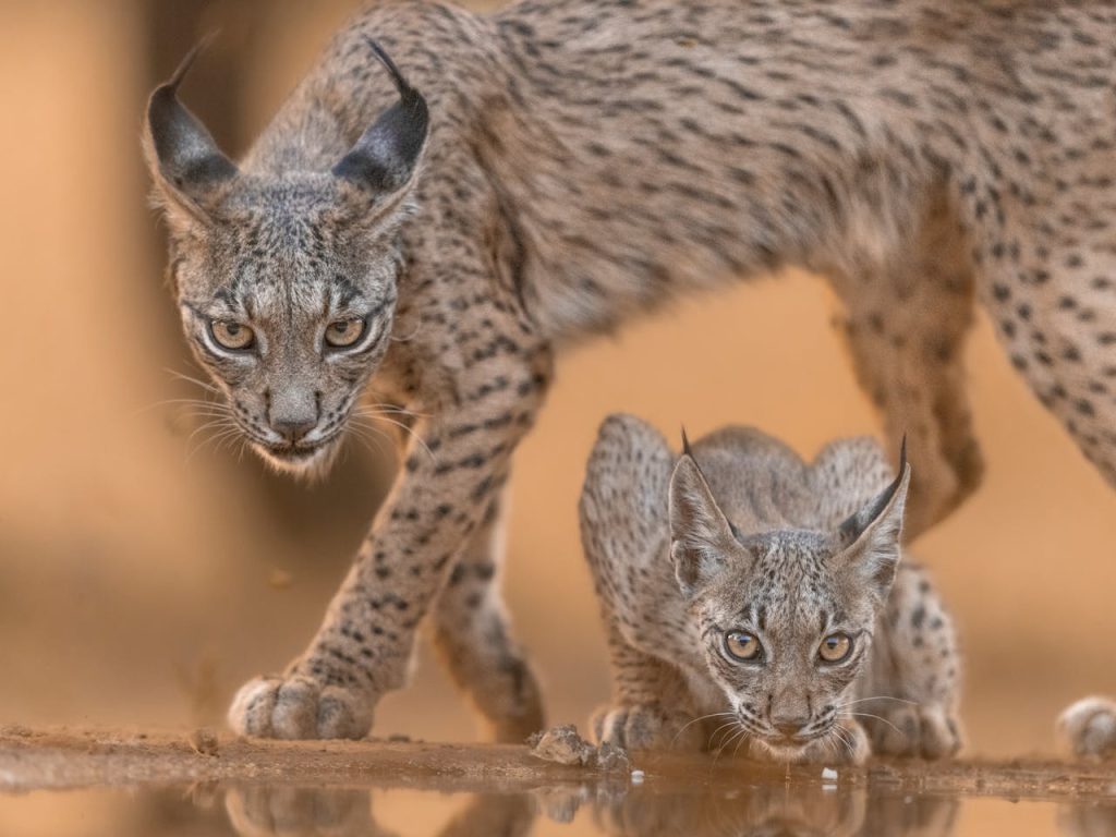 Iberian Lynx