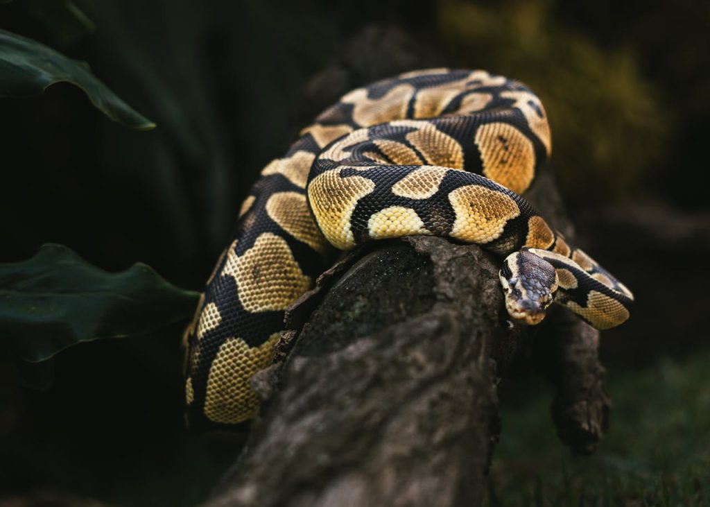 python