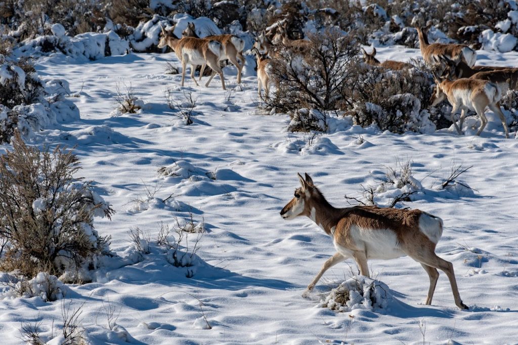 deer in snowy backyard