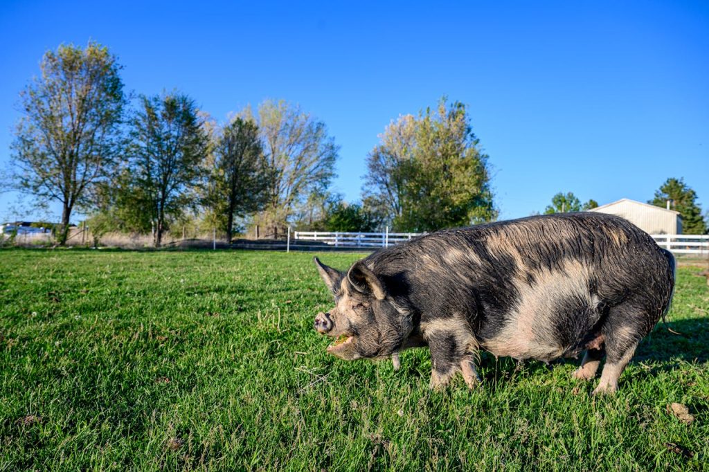 feral hog damage agriculture