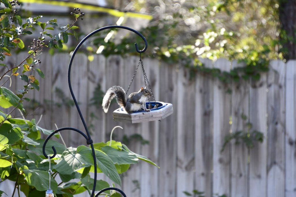 squirrel trying feeder
