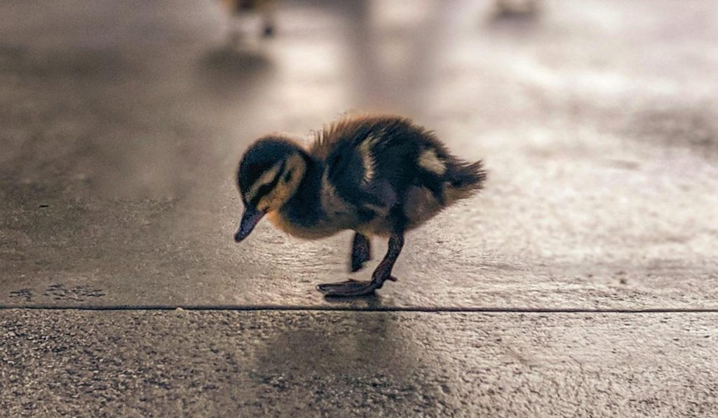 young bird on sidewalk