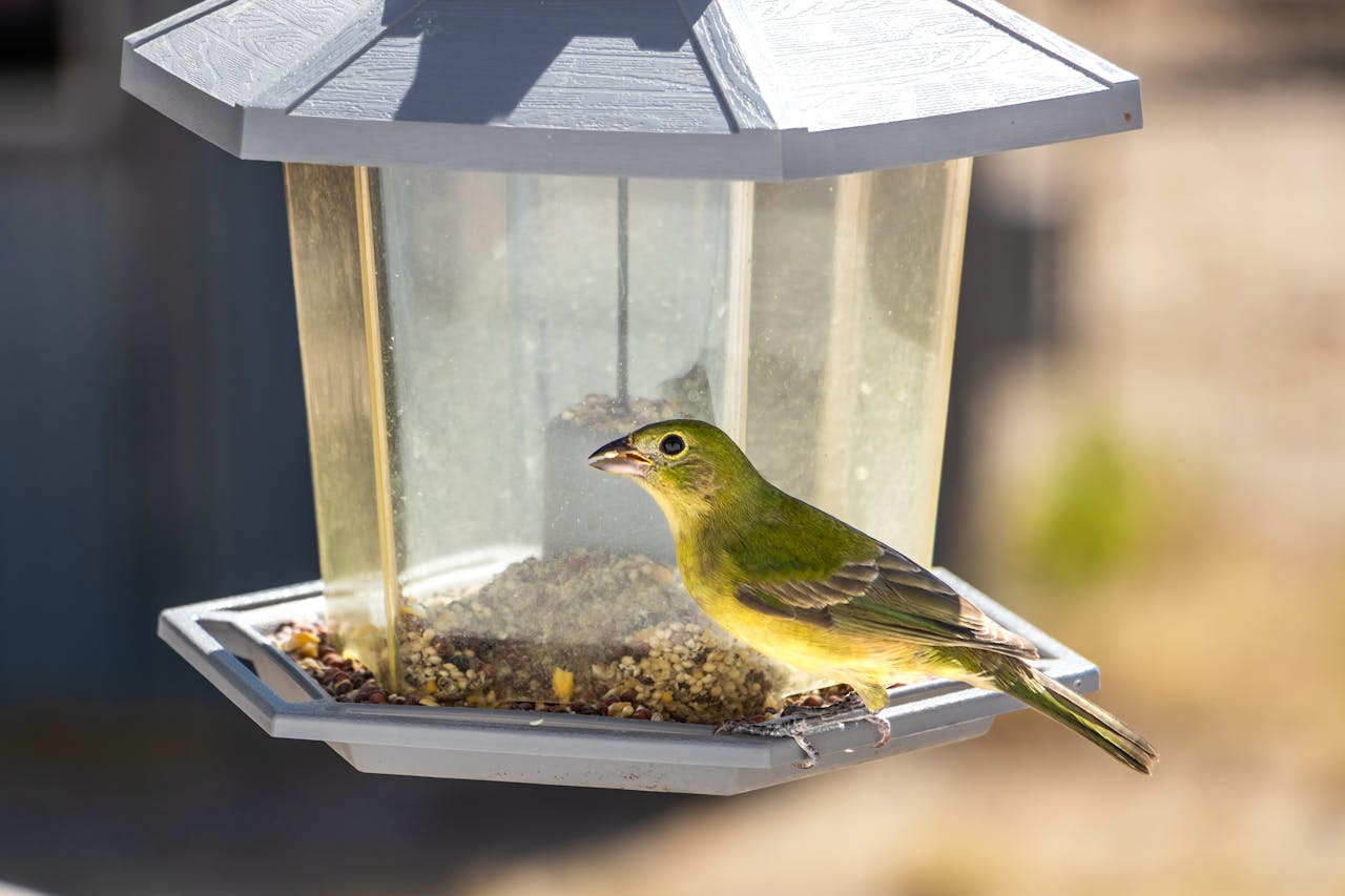 backyard bird feeder songbirds