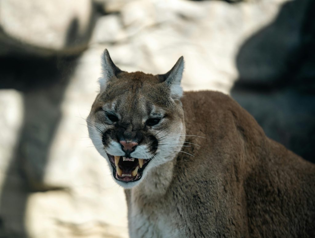 mountain lion