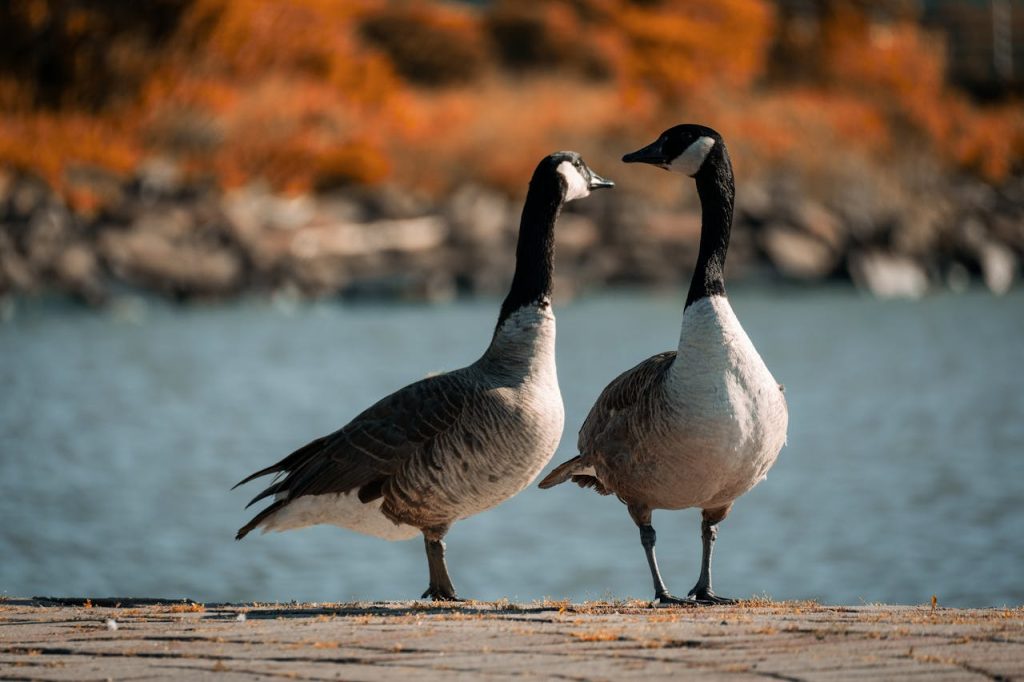 Geese