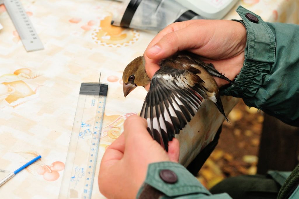 field research wildlife