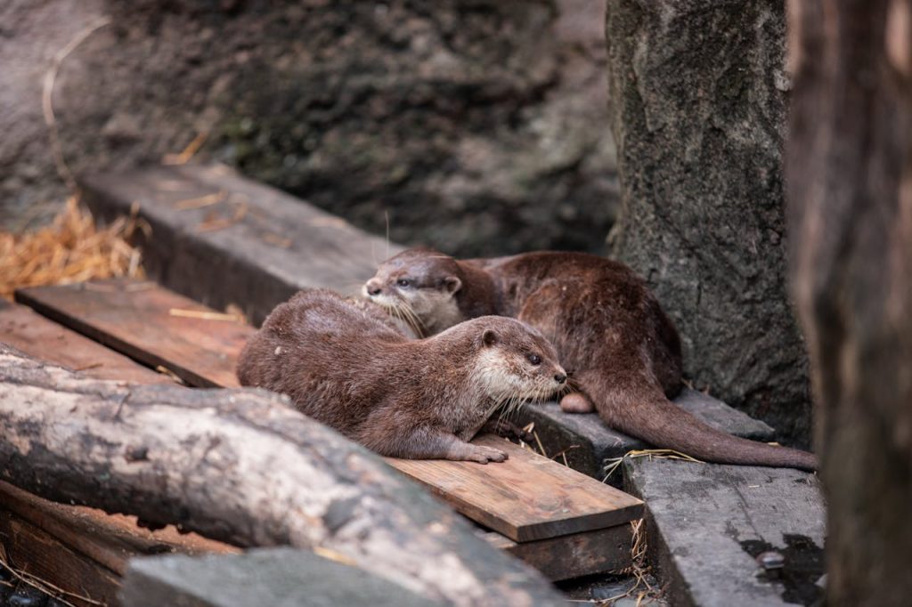 otters
