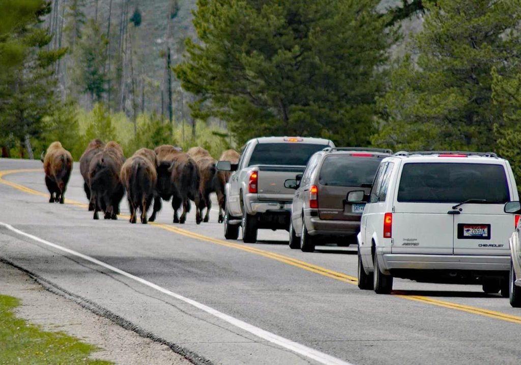 Yellowstone bison traffic jam