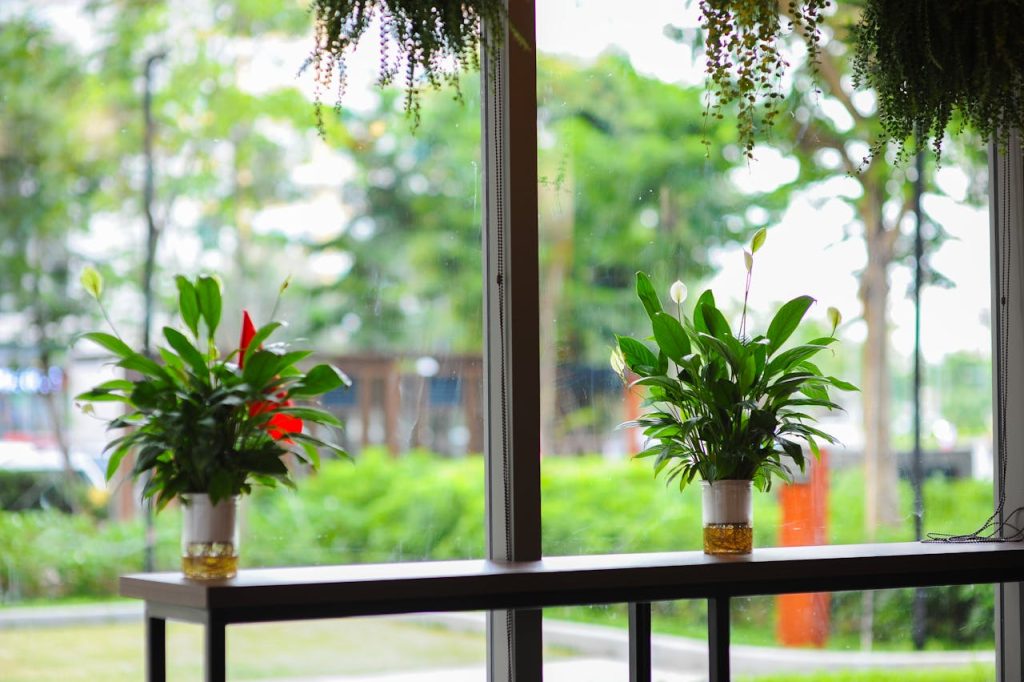 peace lily plant window light