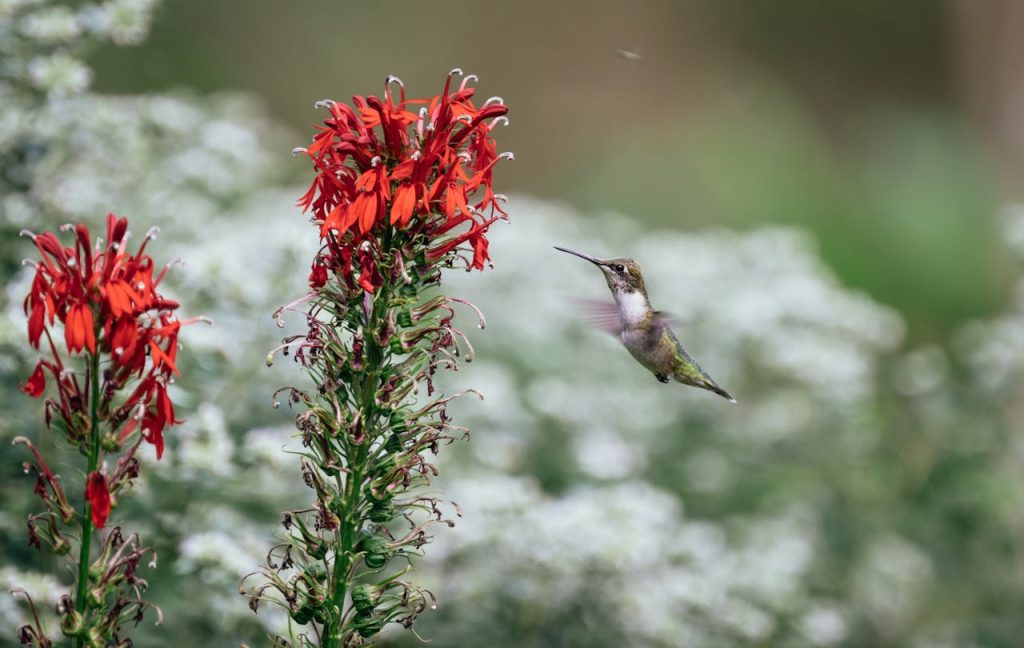 Lobelia cardinalis Flower