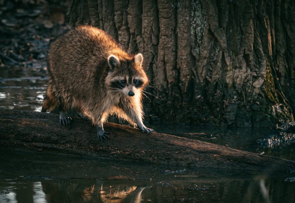 raccoon foraging in water