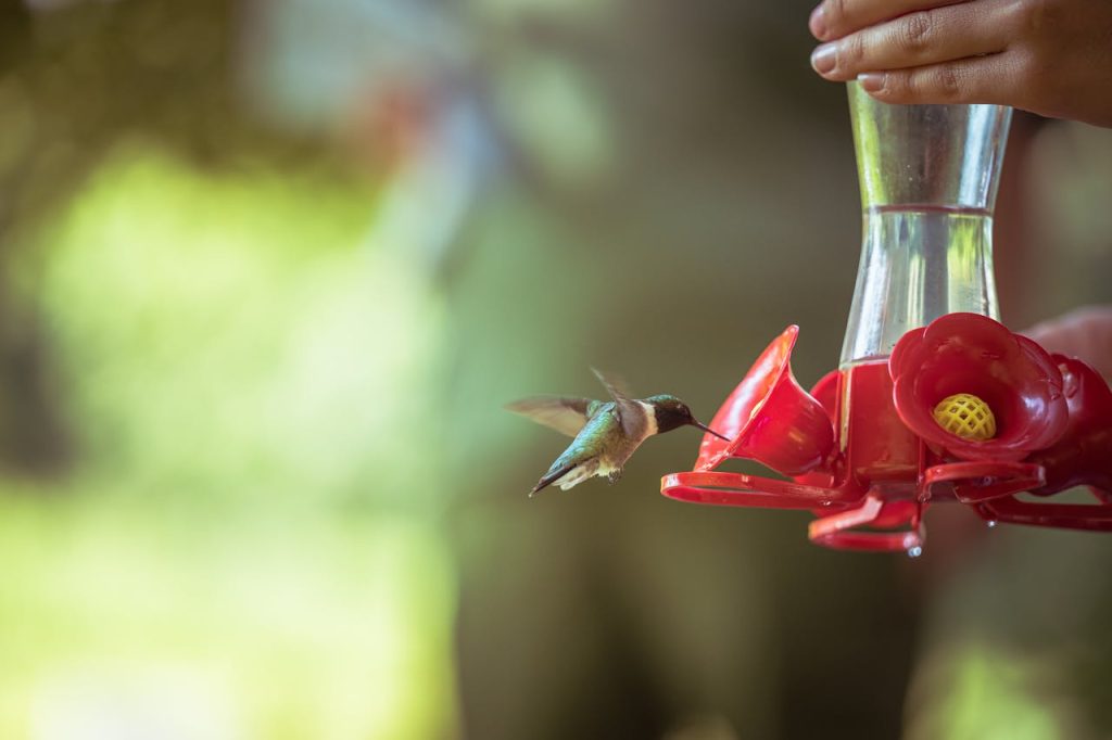 Hummingbird feeder setup