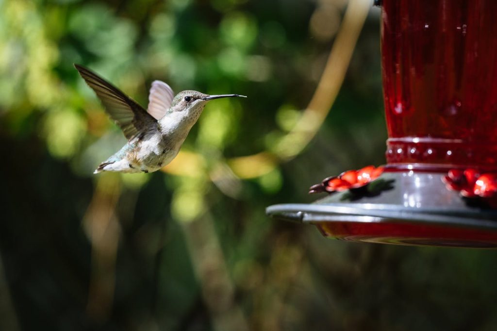 hummingbird feeder sunlight