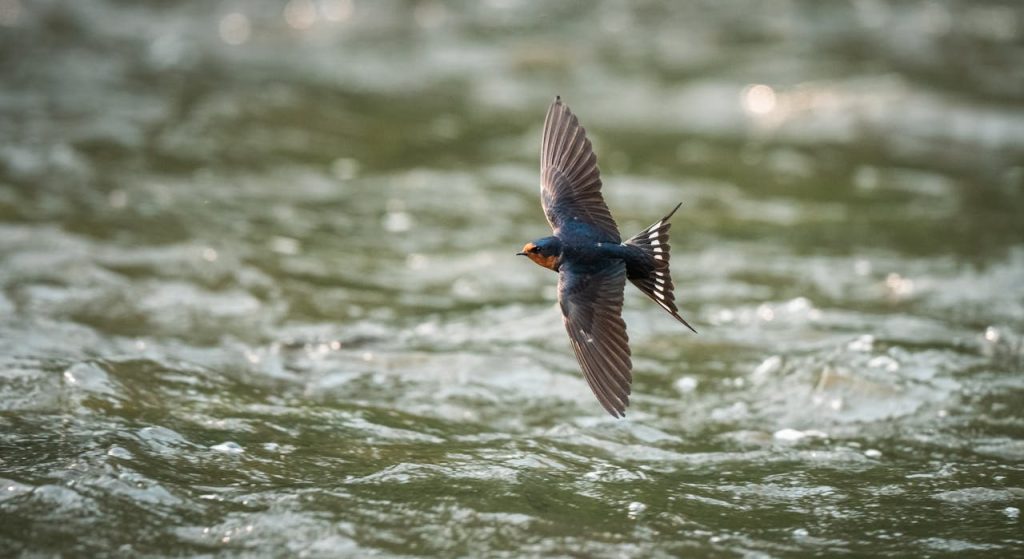 tree swallow flying