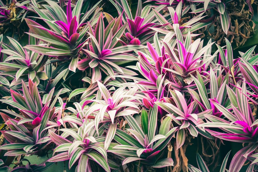 ti plant cordyline close up
