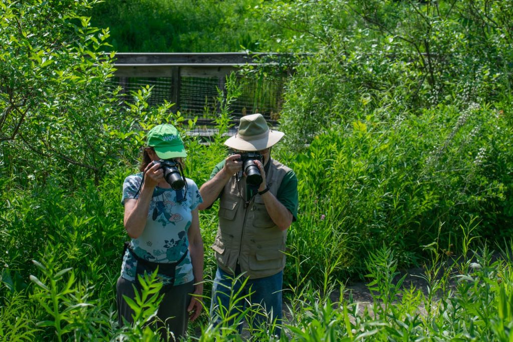 wildlife researcher observing animals