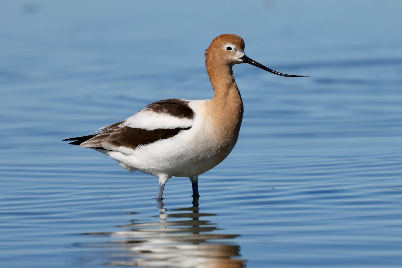 American avocet