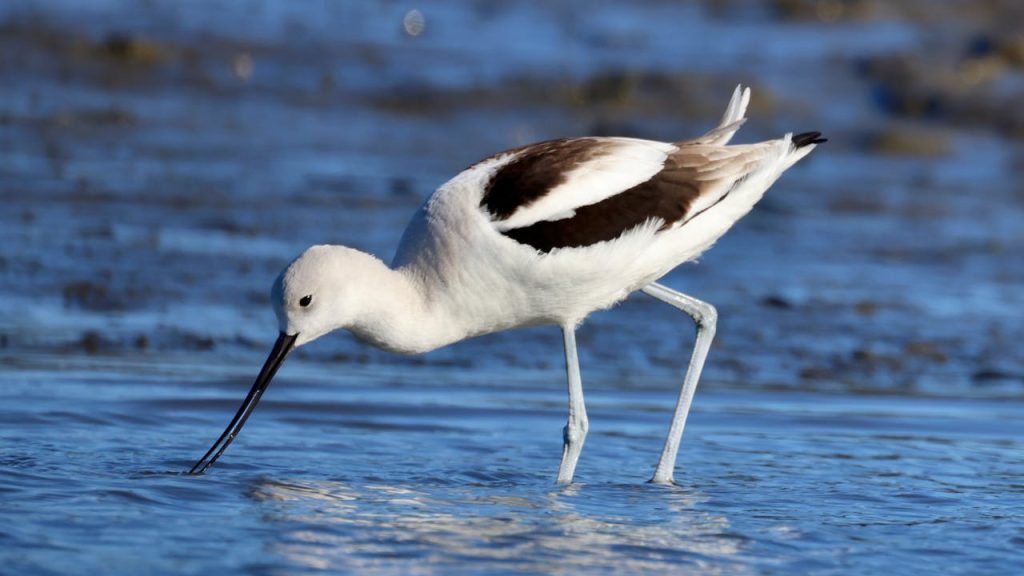 American avocet