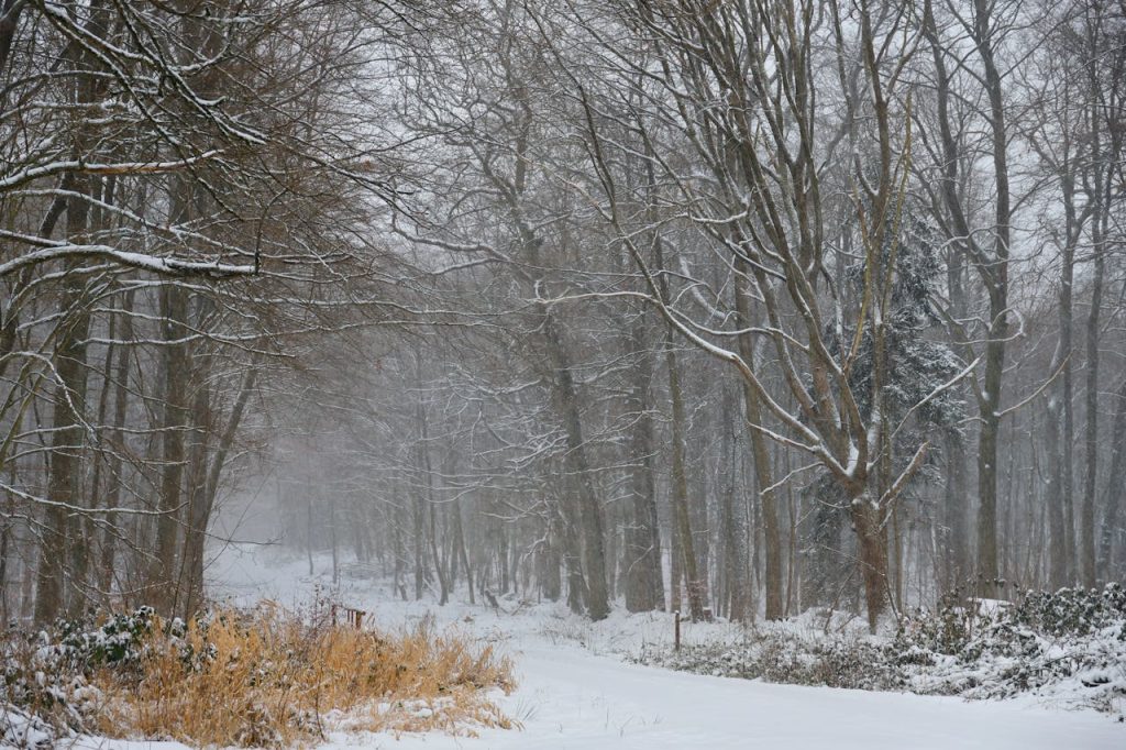 forest management winter landscape