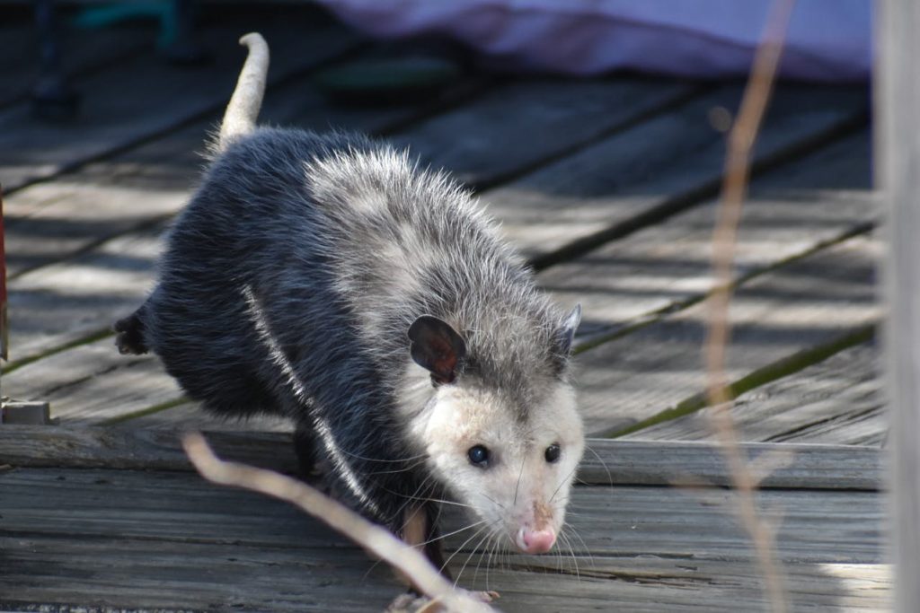 Virginia opossum close up