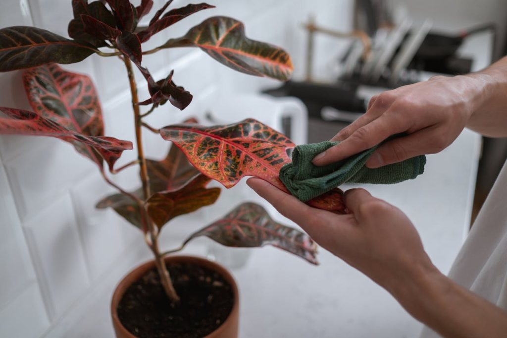 rubber plant leaf cleaning