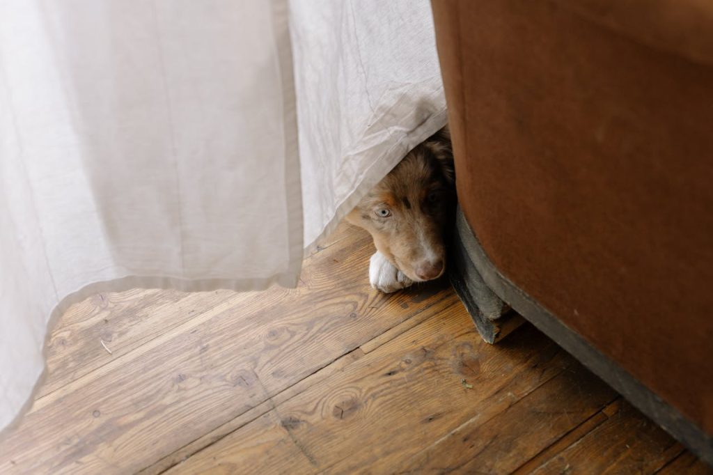 dog hiding
