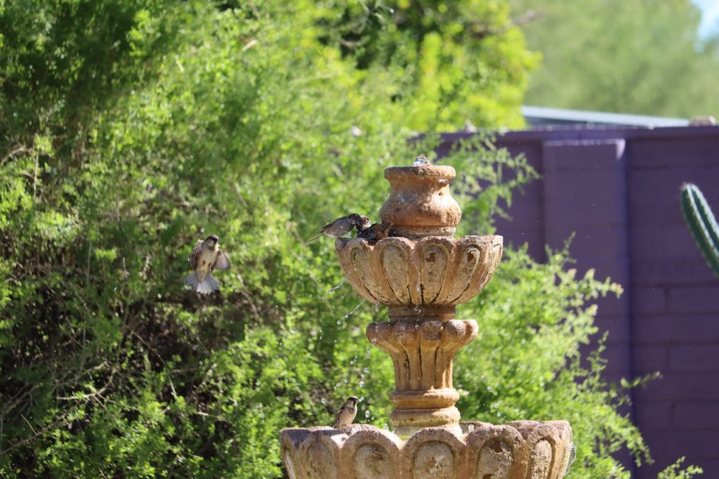 backyard bird bath garden