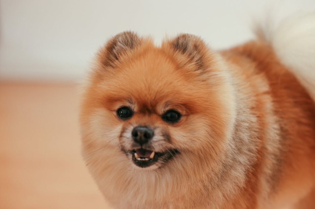 Pomeranian