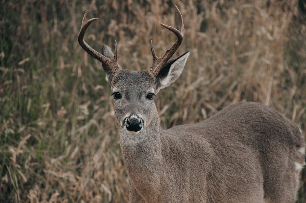 white tailed deer close up alert ears