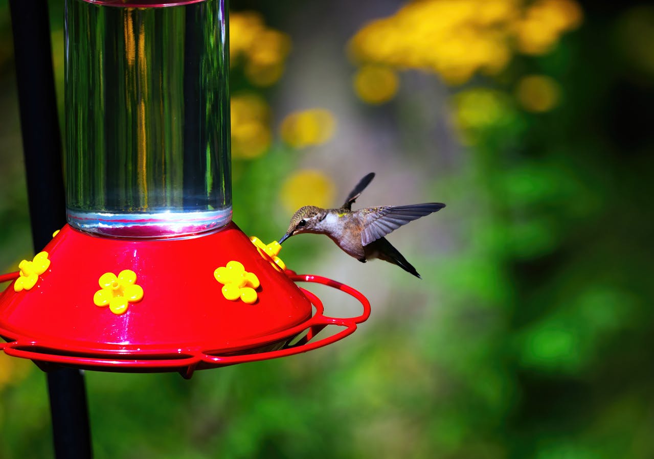 hummingbird drinking from feeder close up