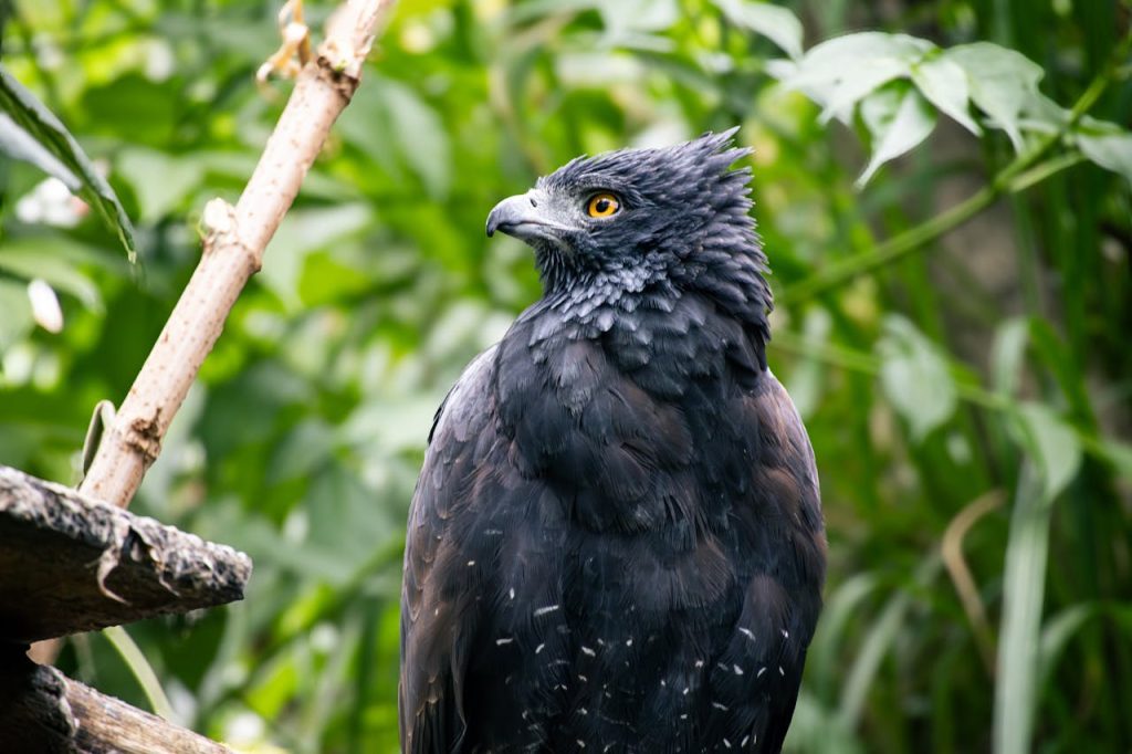 endangered eagle portrait rainforest