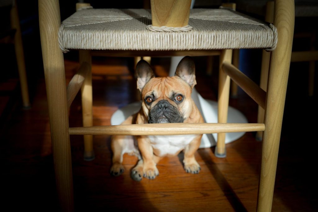 dog hiding behind furniture scared