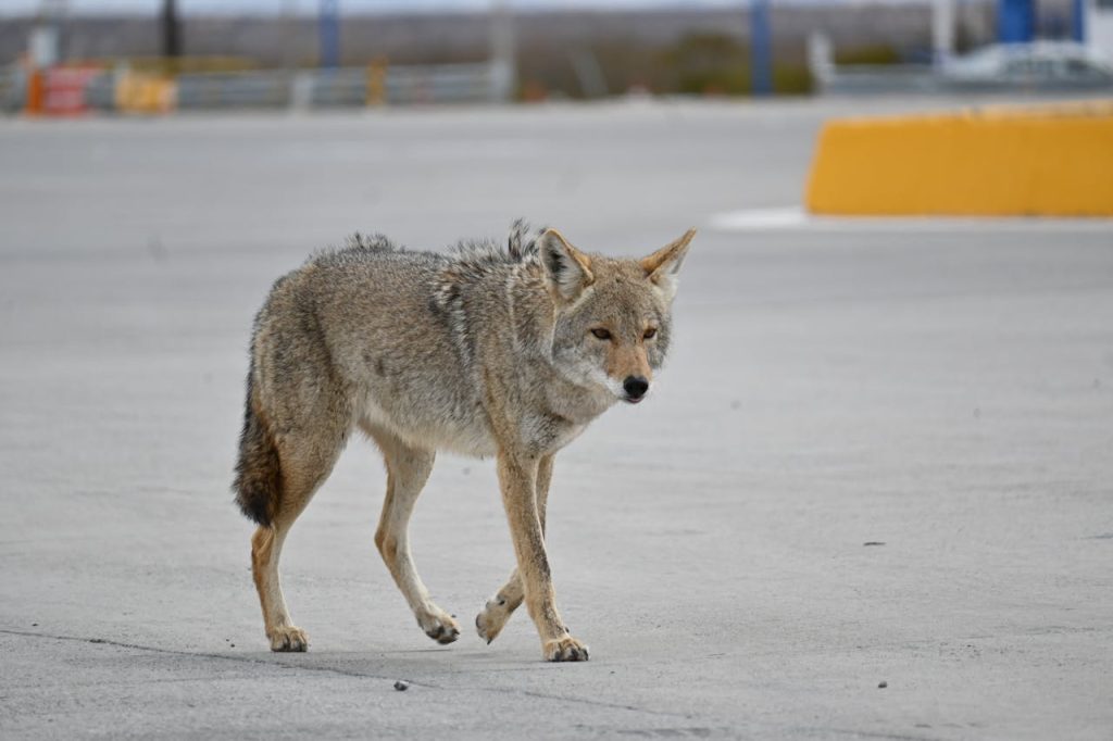 urban coyote