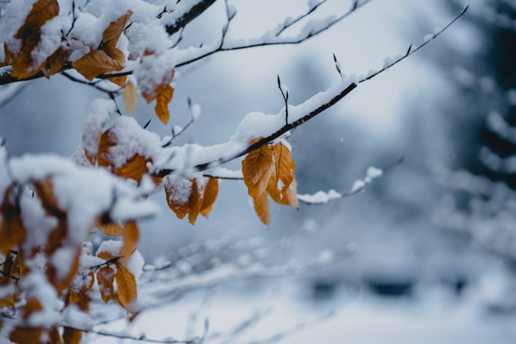 leaf falla in winter