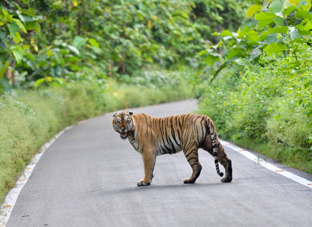 tiger on road