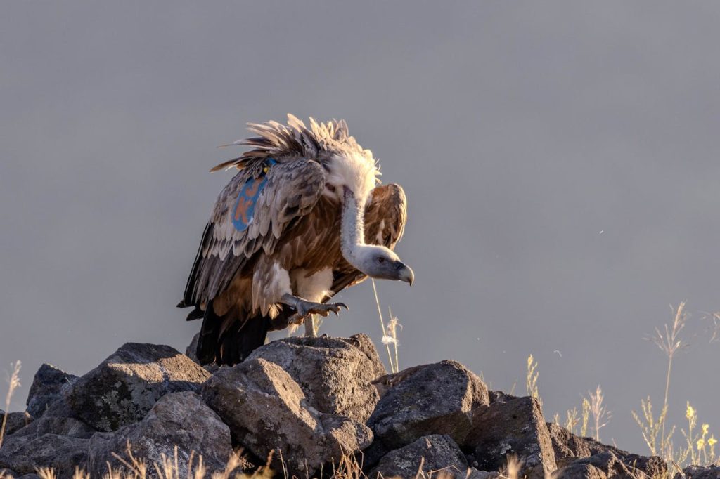large scavenger bird perched cliff