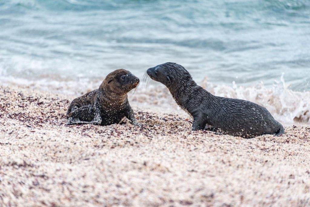harbor seal pup beach