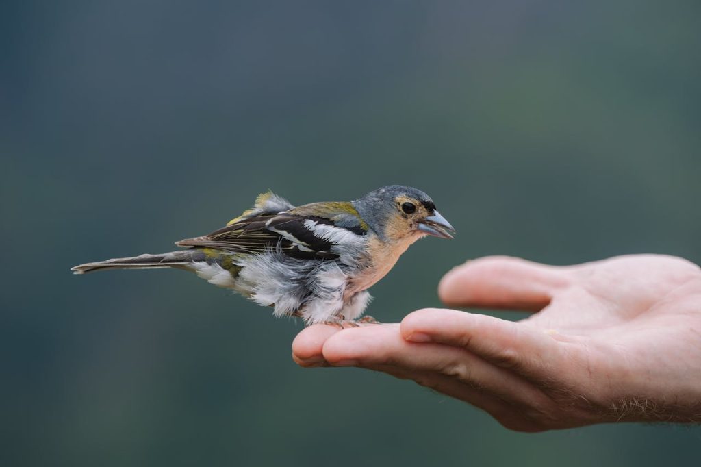 young bird on lawn