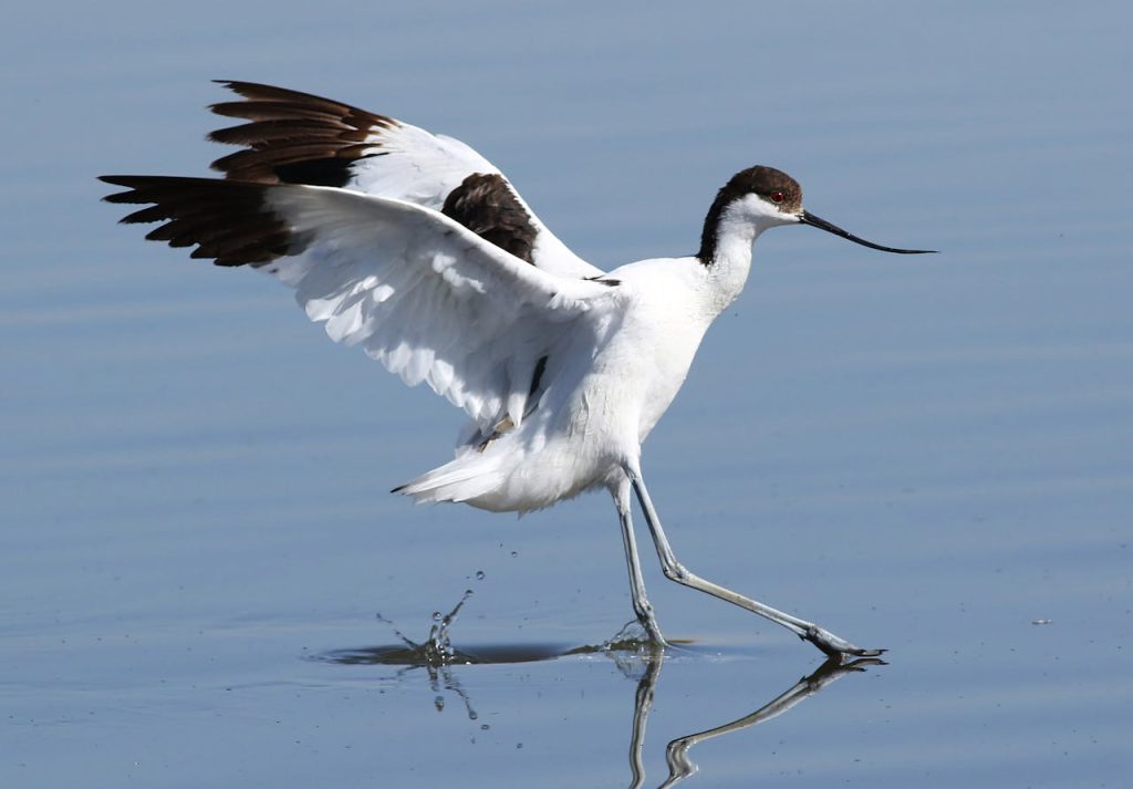 American avocet