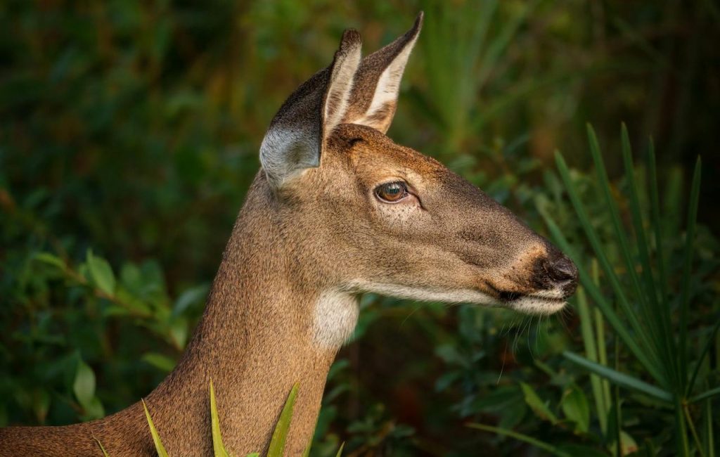 deer browse damage shrubs